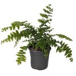 120mm Macho Fern - Nephrolepis biserrata