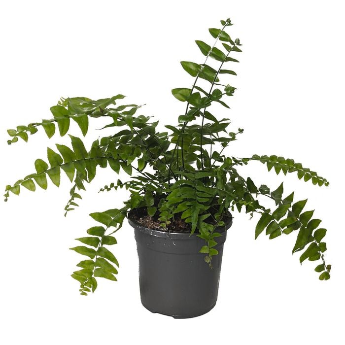 120mm Macho Fern - Nephrolepis biserrata