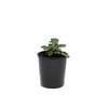 125mm Nellie Kelly Thornless Blackberry - Rubus hybrid