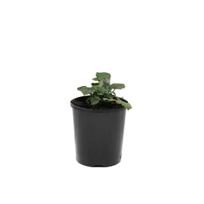 125mm Nellie Kelly Thornless Blackberry - Rubus hybrid