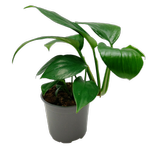 120mm Dragon Tail Plant - Epipremnum pinniatum