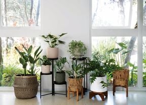An arrangement of different coloured and sized pots holding plants sit on plinths and wicker baskets in front of large, open windows 