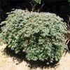Bagged Japanese Maple Dissectum Shojo Shidare - Acer palmatum
