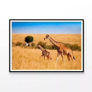 Giraffes & Safari Car in Kenya  Print 100% Australian Made 120x90cm  (Poster)