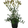 2.5L Metrosideros Silver Beacon - Metrosideros umbellata