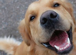 Close up of a golden retriever smiling with its mouth open.