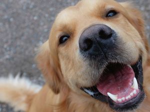Close up of a golden retriever smiling with its mouth open.