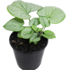  2.4L Silver Heart - Brunnera Macrophylla