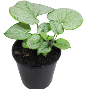  2.4L Silver Heart - Brunnera Macrophylla