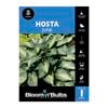 Bloomin' Bulbs Hosta June - 1 Pack