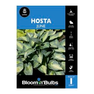 Bloomin' Bulbs Hosta June - 1 Pack