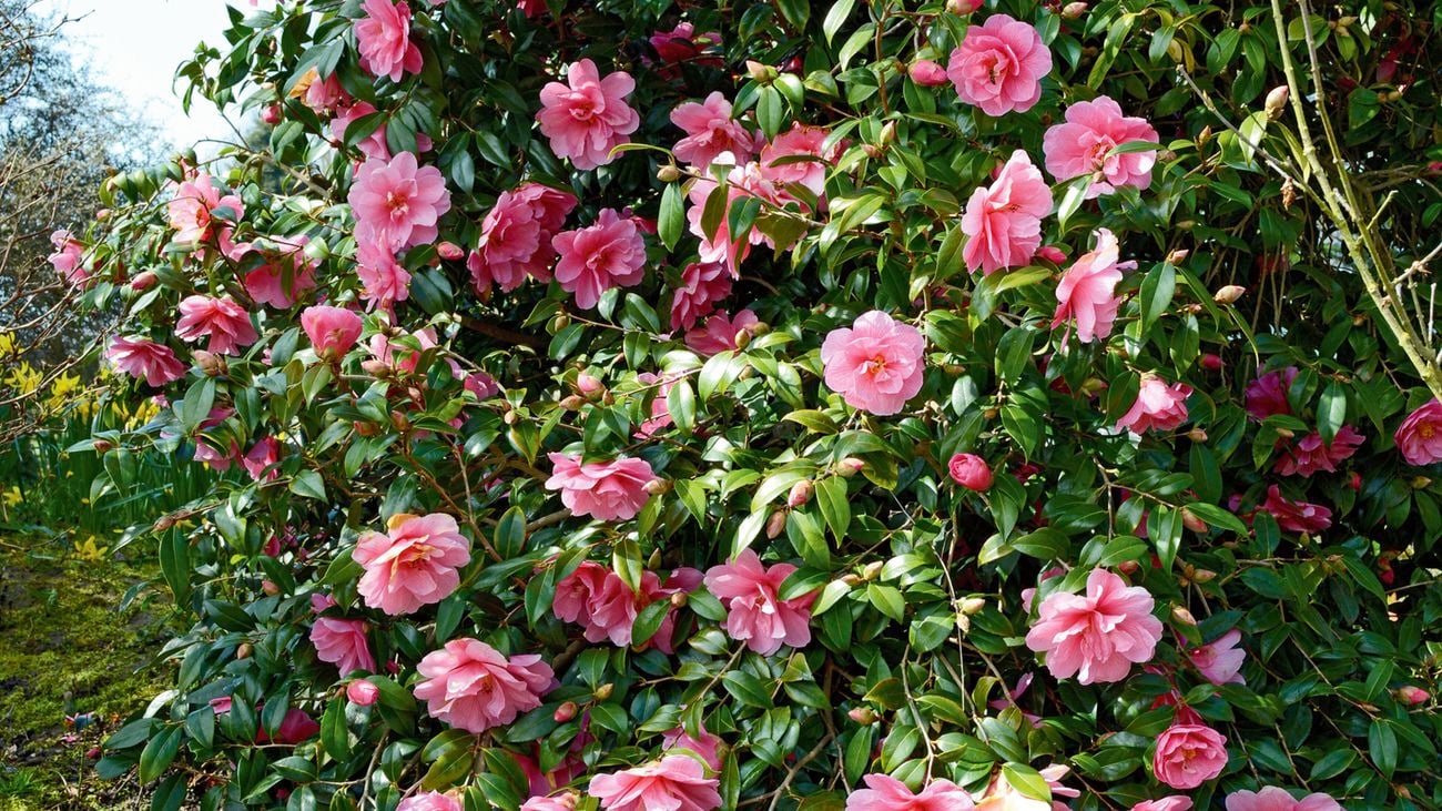 Pink sasanqua camellias flowering in autumn in a home garden