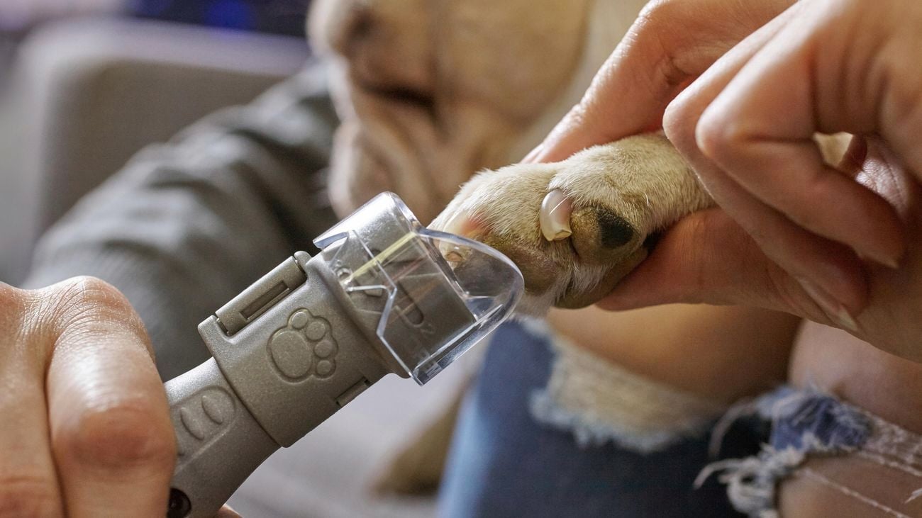 A person grinds dog nails with a Dremel 7020 Pet Grooming nail trimmer