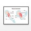 Muscle Contraction Mechanism  Print 100% Australian Made 120x90cm  (Poster)