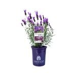 140mm Lavender Fairy Wings Spellbound - Lavandula hybrid