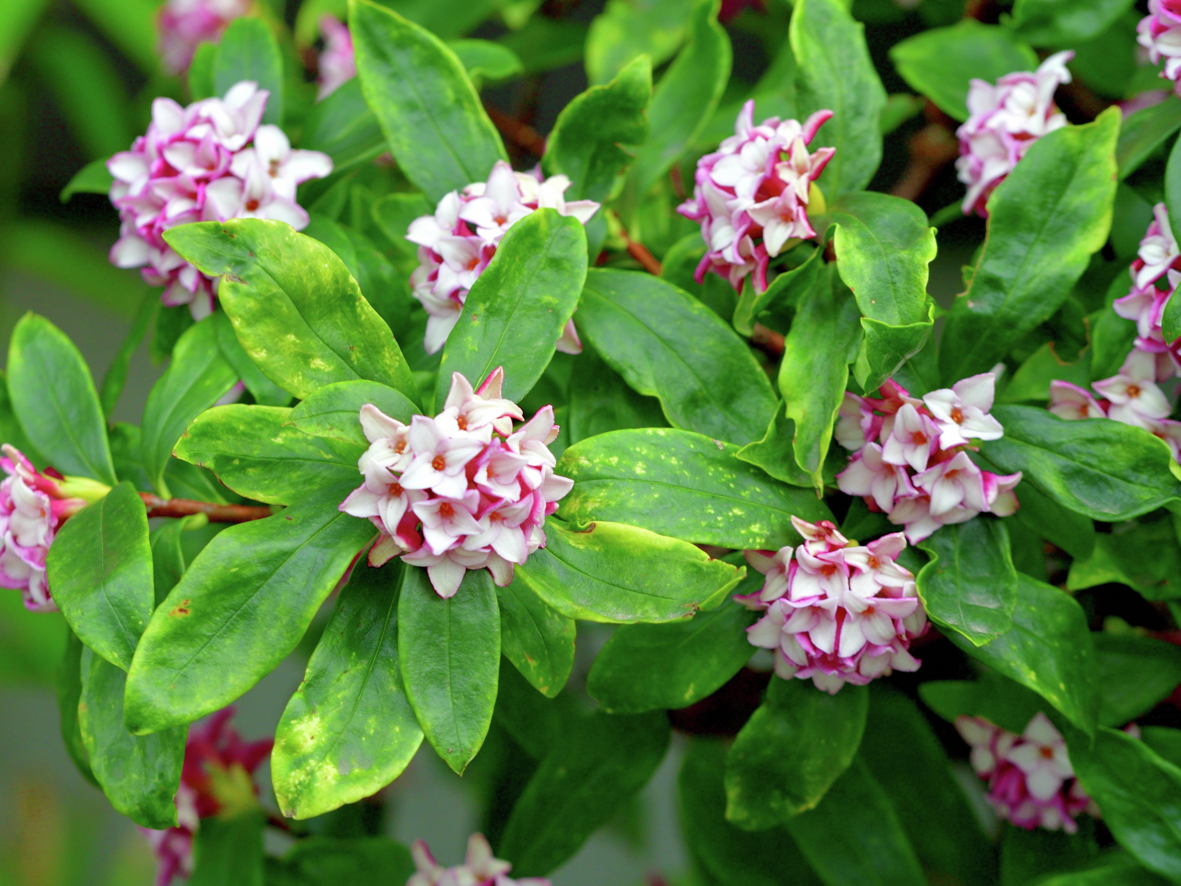 How To Grow And Care For A Daphne Plant - Bunnings Australia