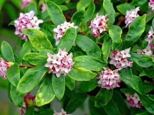 wide shot of a daphne plant