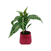 120mm Aphelandra squarrosa In Ceramic Pot