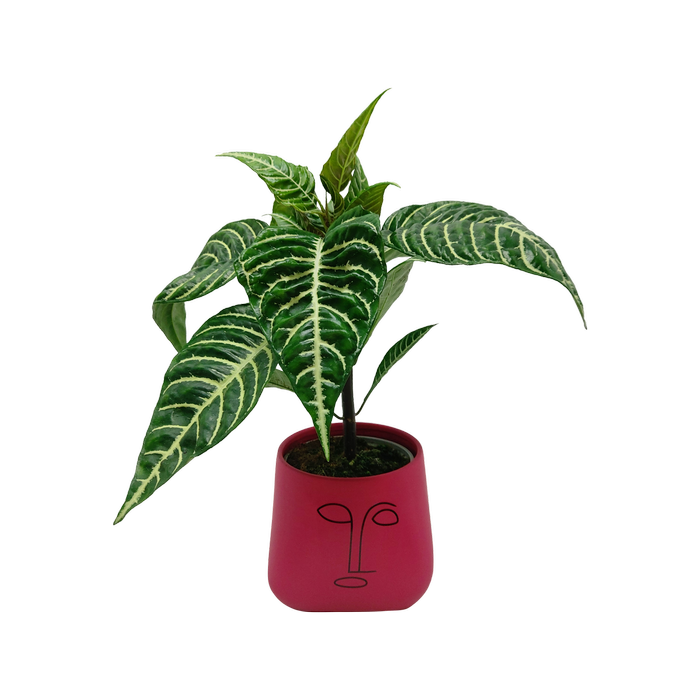 120mm Aphelandra squarrosa In Ceramic Pot