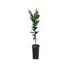 4L Mandarin Ellendale Grafted - Citrus reticulata