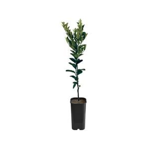 4L Mandarin Ellendale Grafted - Citrus reticulata