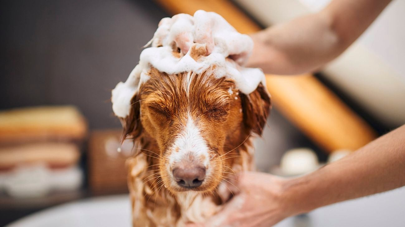 Close up of a dog being washed with its eyes closed and a lather of soap on its head – ways to stop pet hair shedding