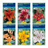 Fiesta Flower Bulbs Oriental Lilium Bulb