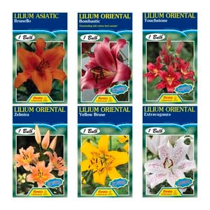 Fiesta Flower Bulbs Oriental Lilium Bulb