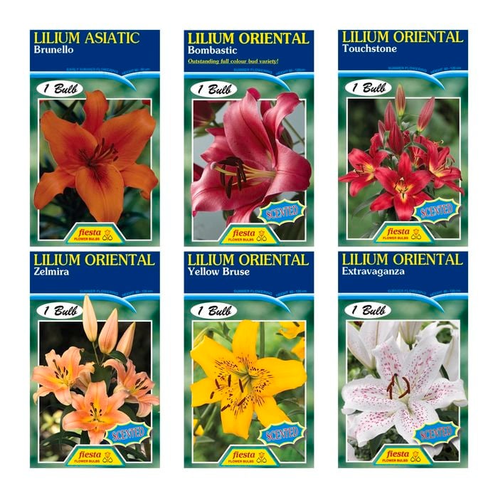 Fiesta Flower Bulbs Oriental Lilium Bulb