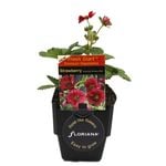 125mm Strawberry Summer Breeze - Fragaria ananassa - Floriana Fresh Start