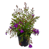 10L Tibouchina - Tibouchina Carolyn