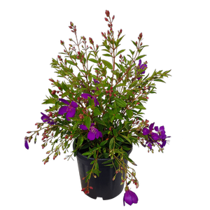 10L Tibouchina - Tibouchina Carolyn