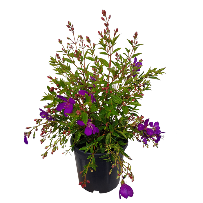 10L Tibouchina - Tibouchina Carolyn