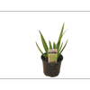 2.5L Poor Knights Lily - Xeronema callistemon