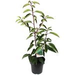 180mm Portugal Laurel - Prunus lusitanica