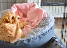 A small dog sits in a grey pet bed with a pink blanket inside, surrounded by a metal crate.