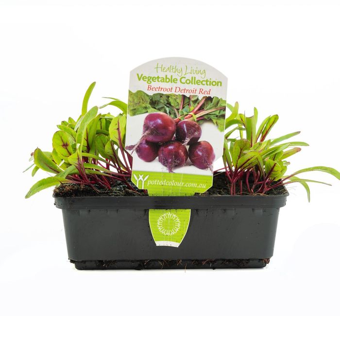 Punnet Beetroot Detroit Red - Healthy Living Vegetable