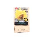 Yarra Valley Bulbs Daffodil Tete Boucle - 3 Pack