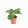 120mm Chinese Money Plant - Pilea Peperomoides