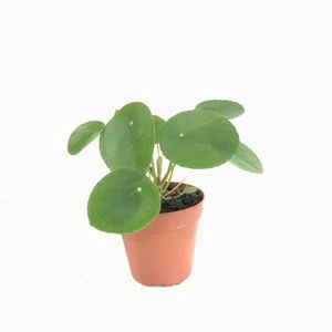 120mm Chinese Money Plant - Pilea Peperomoides