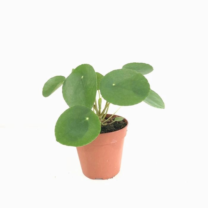 120mm Chinese Money Plant - Pilea Peperomoides