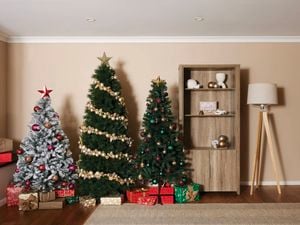3 Christmas trees displayed n living room with Xmas lights and decorations.