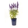 150mm Salvia Candle - Salvia farinacea - Garden Jewels