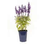 150mm Salvia Candle - Salvia farinacea - Garden Jewels