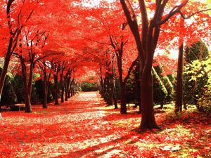The vibrant red leaves of looming Japanese maple trees line the path with their fallen crimson leaves.