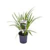 140mm Evergreen Giant - Liriope muscari