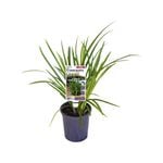 140mm Evergreen Giant - Liriope muscari
