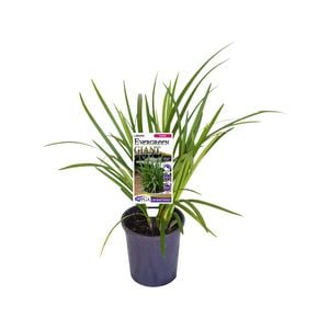 140mm Evergreen Giant - Liriope muscari