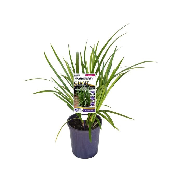 140mm Evergreen Giant - Liriope muscari