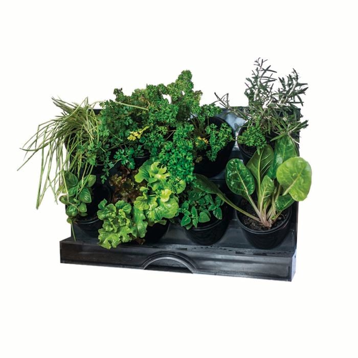 Holman Benchtop Greenwall Vertical Garden